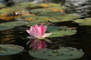 beauty, flower, lotus